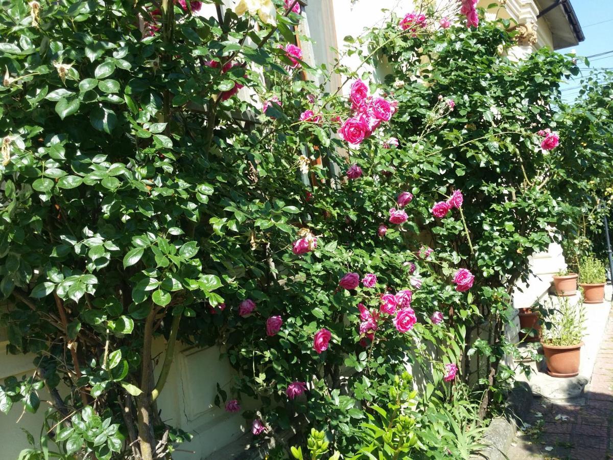 Casa Trandafirilor Ξενοδοχείο Τουλσέα Εξωτερικό φωτογραφία